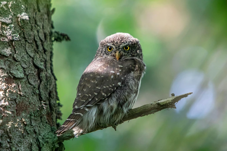 a little owl sitting on a nch on a tree