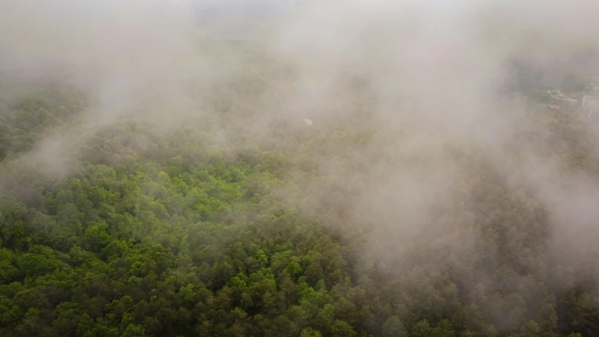 a foggy forest with many small trees