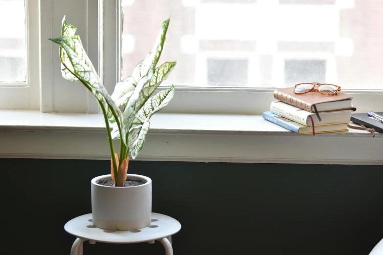 a plant in a vase on top of a shelf