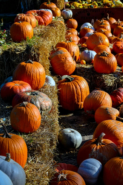 a large assortment of pumpkins piled up together