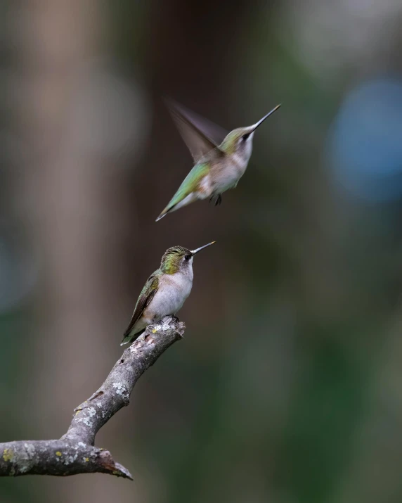 two hummingbirds sit on a nch and fly