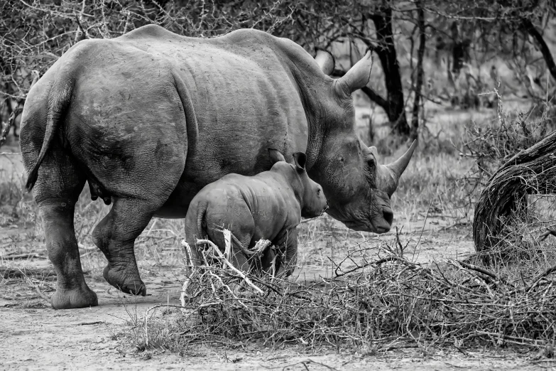 a rhinoceros and a baby rhino walking by brush in the wild