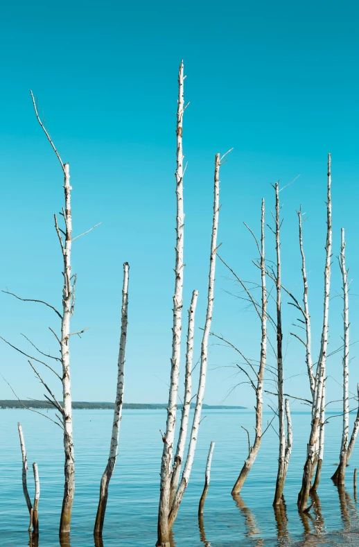 the trees are standing still in the water