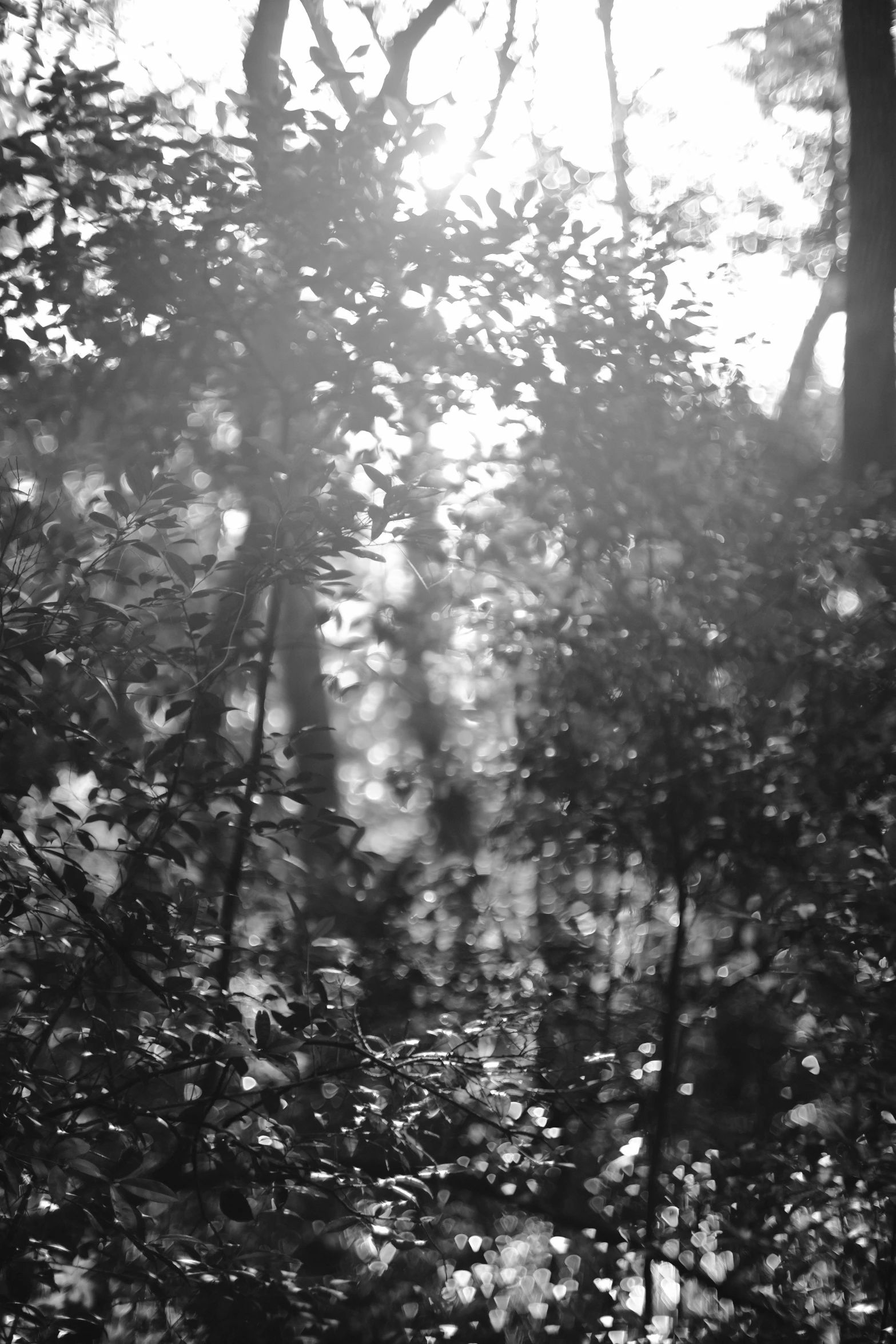 the sun is shining through the trees behind the bench