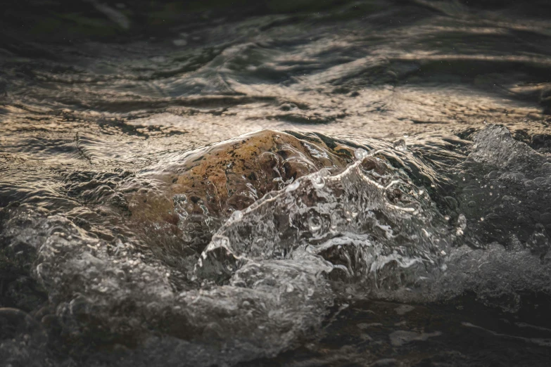 a view of the head of a animal in water