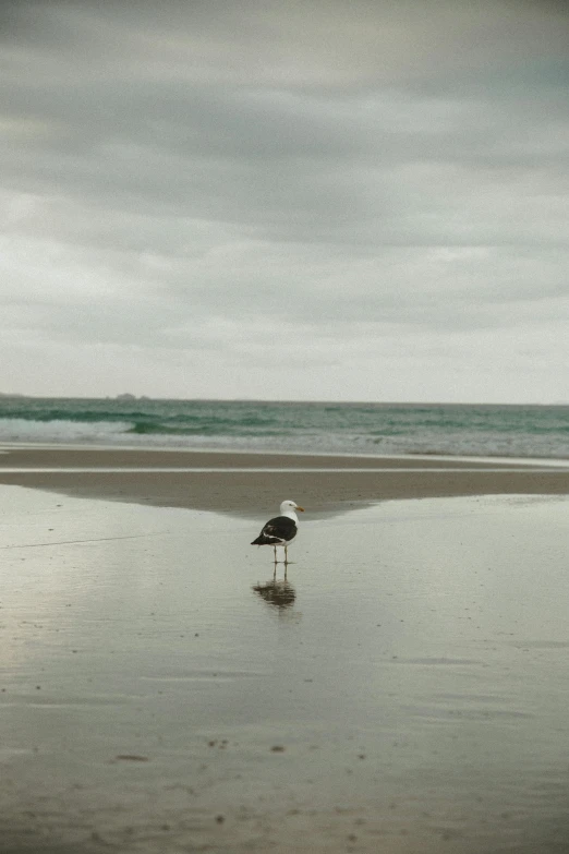 a bird is standing on the beach in low tide