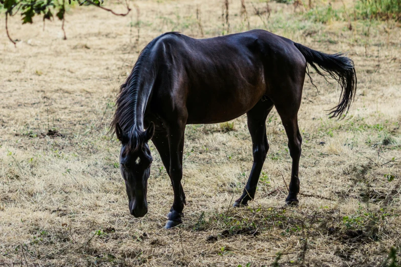 a brown horse standing on top of a dry grass field