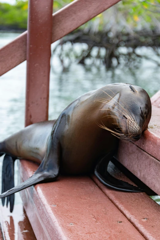 a sea lion is sitting in the boat at the dock