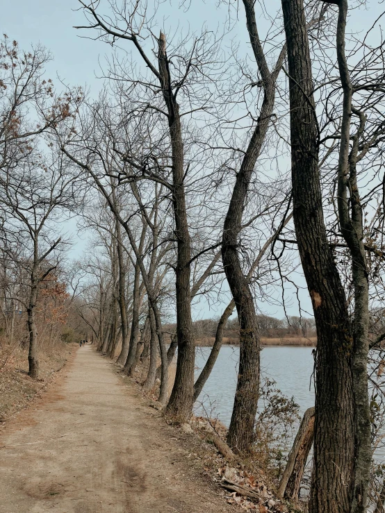 the dirt path in front of the trees is empty