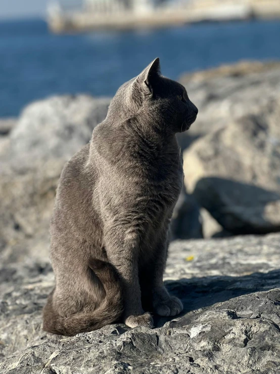 a small cat is sitting on a rock