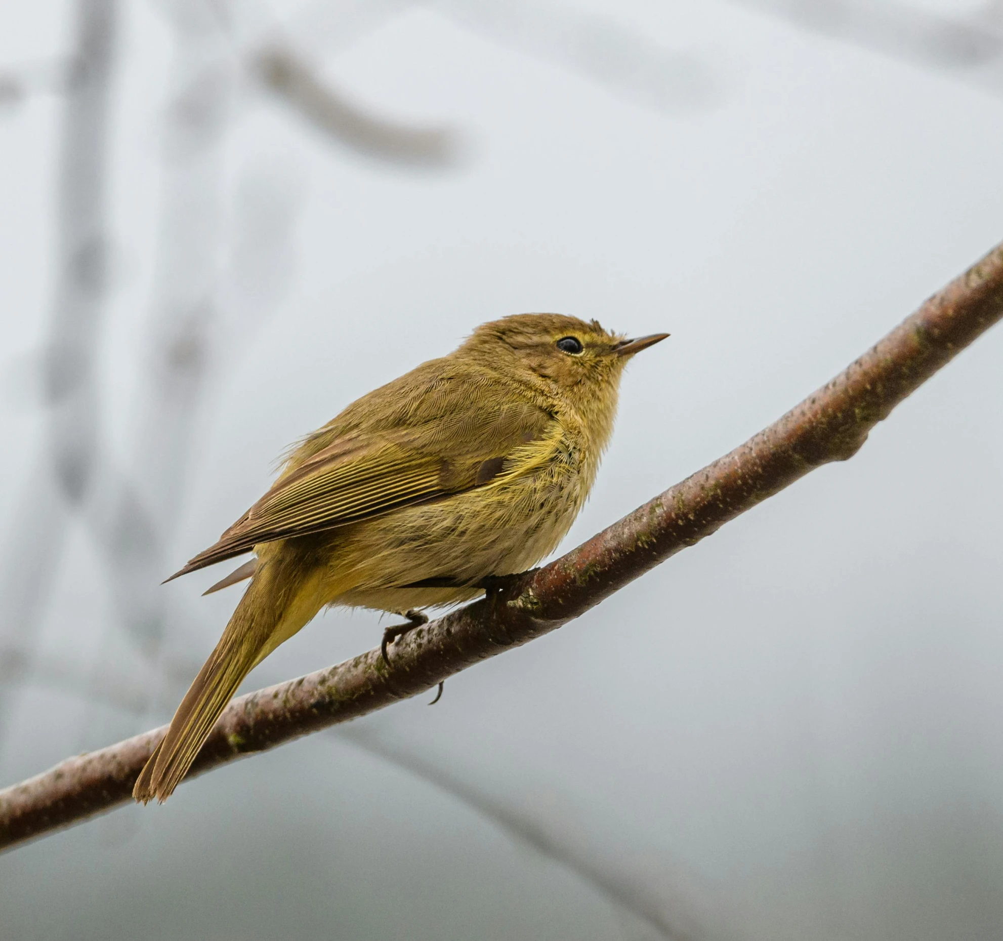 a small yellow bird perched on a tree nch