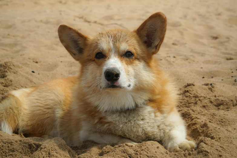 an adorable small dog lies on the sandy ground