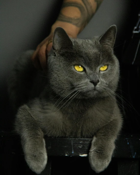 a gray cat with yellow eyes on a black chair