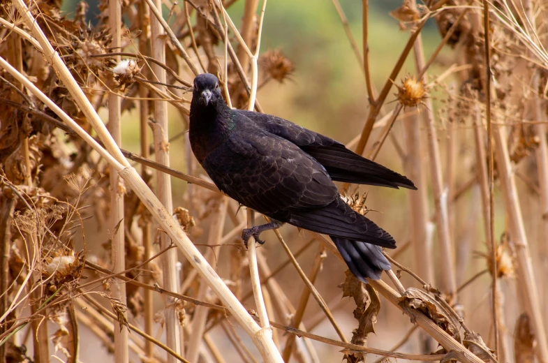 the bird is sitting on the nch of a tree