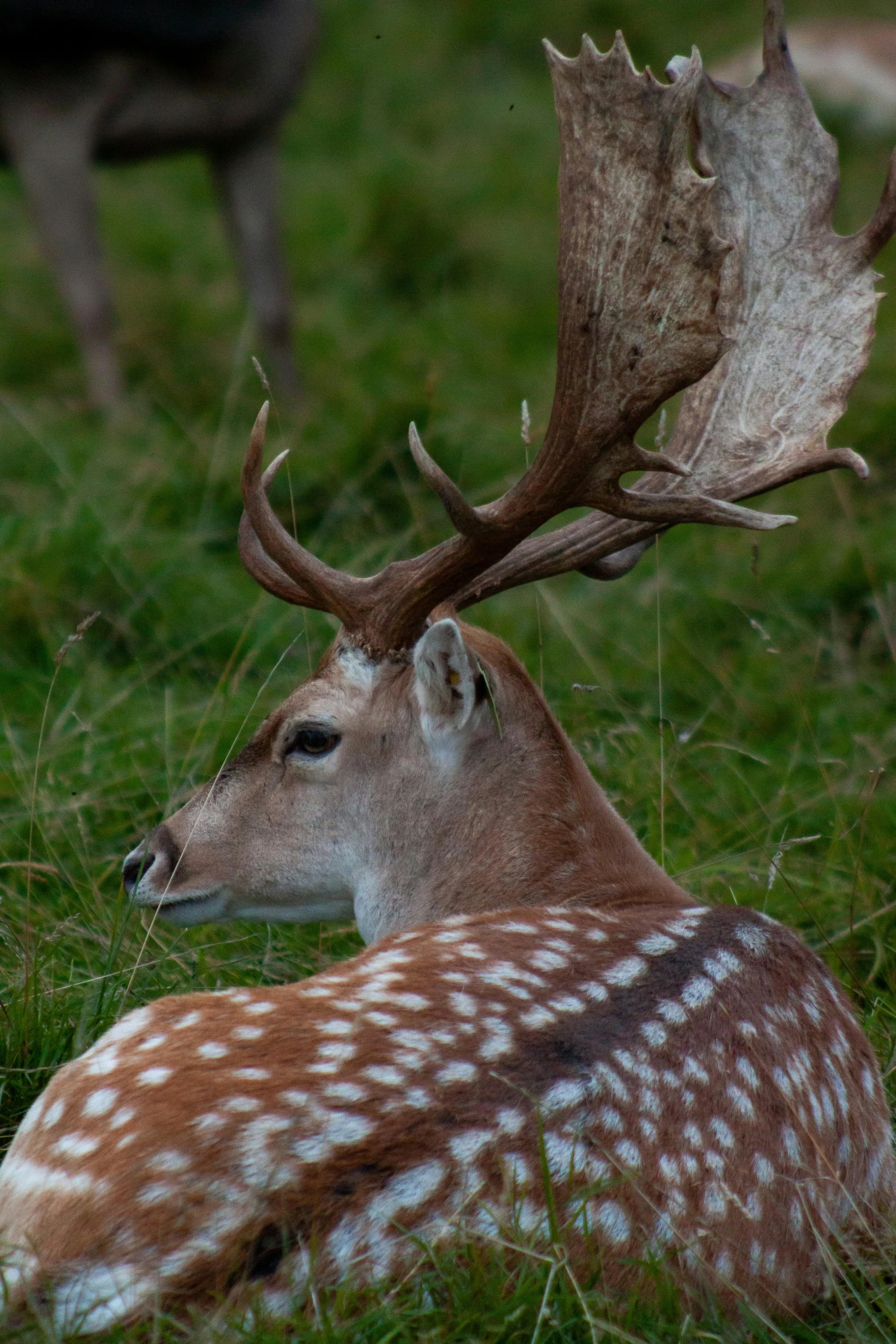 a deer is laying down in a field