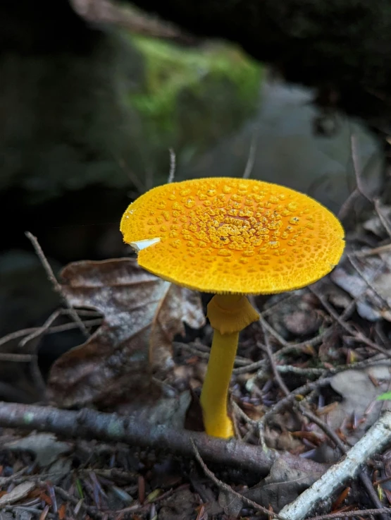 a yellow mushroom stands in the woods near twigs