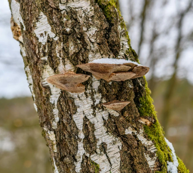 mushrooms growing on the bark of a tree