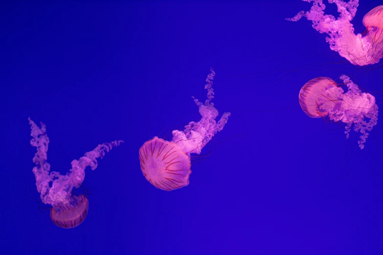 three glowing jellyfish swimming together on a blue background