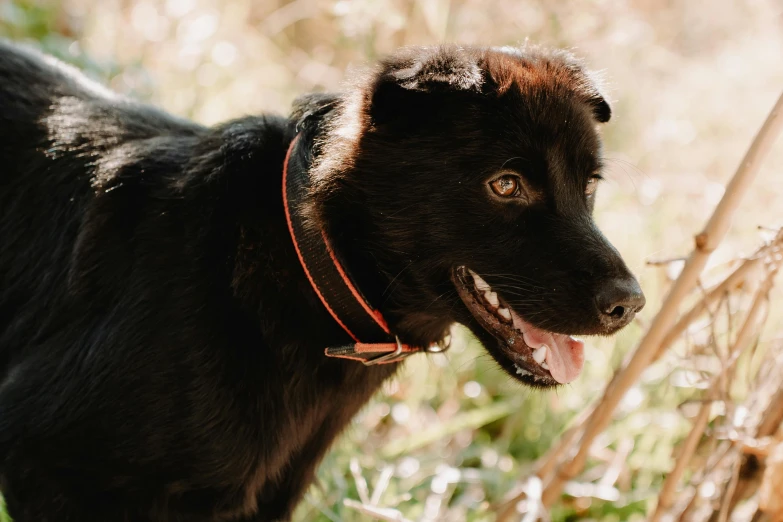 a black dog with brown ears standing in the grass