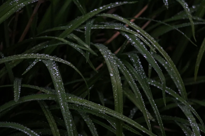 a group of green grass with drops of water