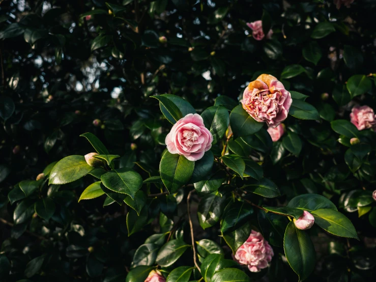 pink flowers blooming on a tree and green leaves