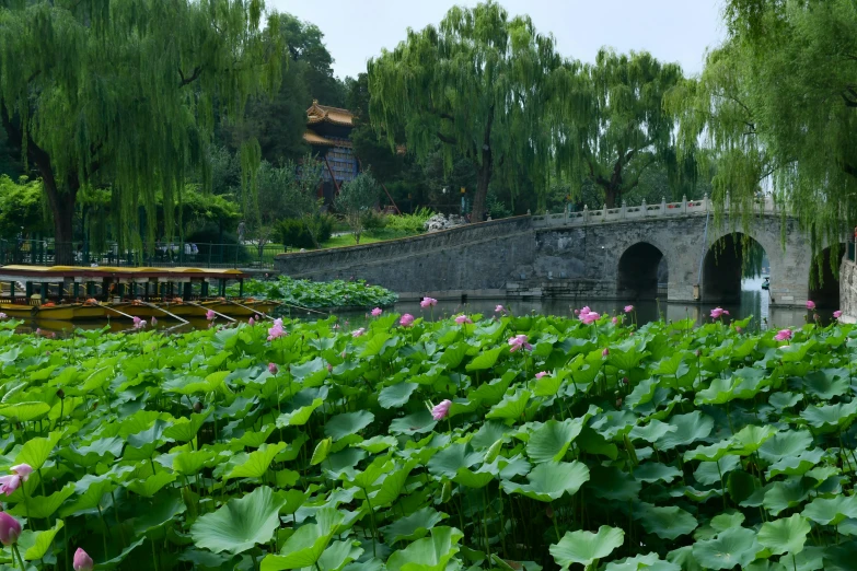 water lilies grow in the foreground while an old bridge sits on the background