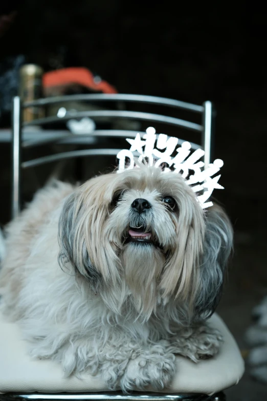 the small dog is wearing a tiara