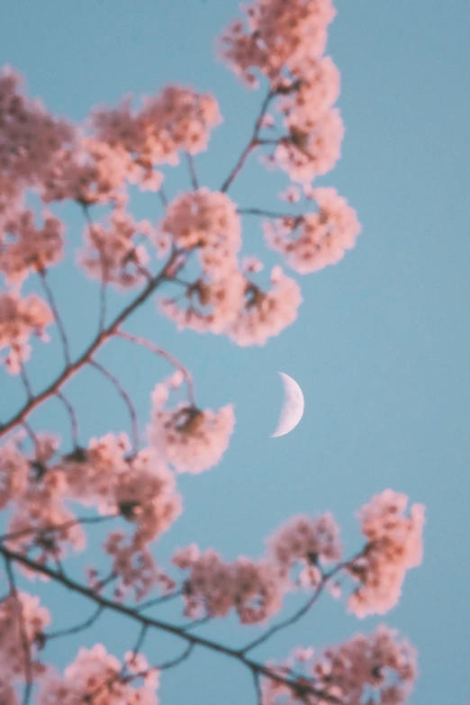 a beautiful night with cherry blossom and the moon