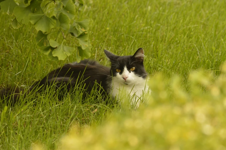 a black and white cat laying in tall grass