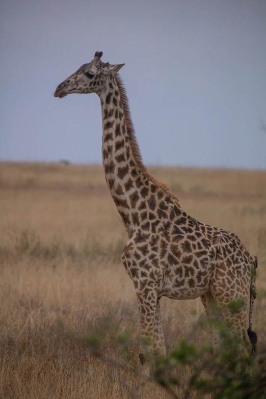 a giraffe standing in tall grass with a sky background