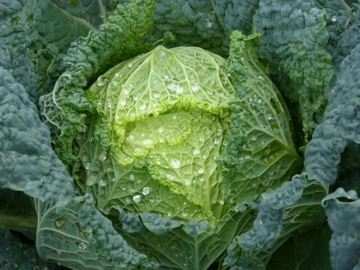 close up of a large green head of cabbage