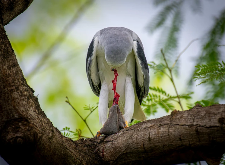 a large bird with an injured beak sitting on a tree nch