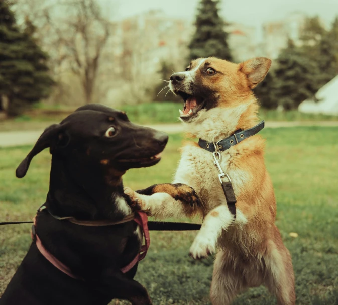 two dogs reaching for a frisbee in their mouths