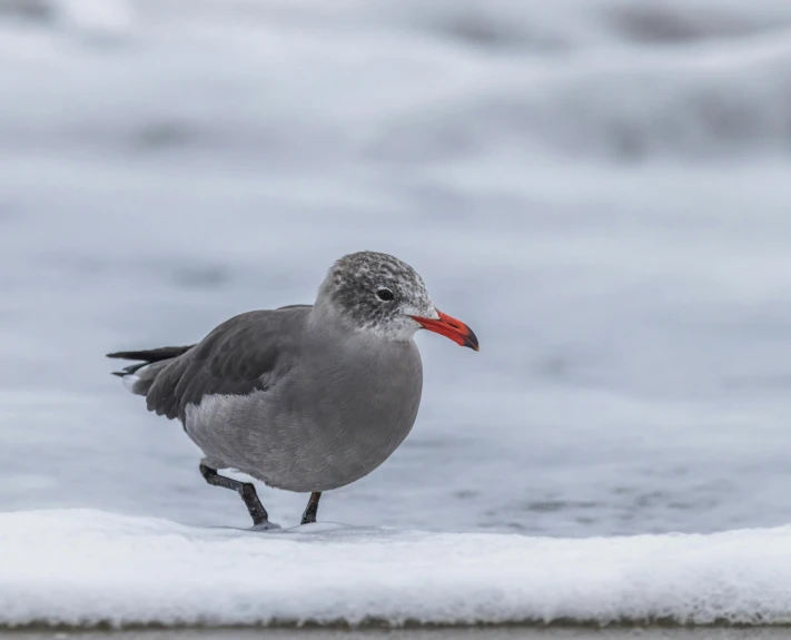 a small bird walking on snow covered ground