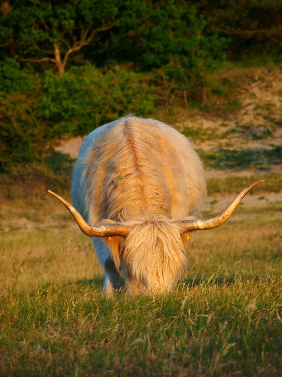 a white animal with large horns grazing in grass