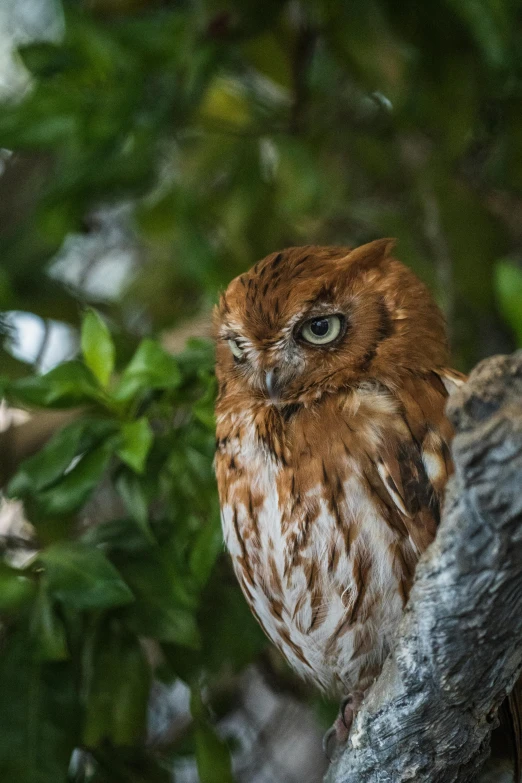 a large owl is sitting on a nch