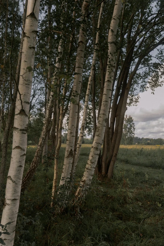 group of trees with white bark against gray and blue sky