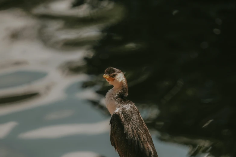 a bird with its wings spread sitting by some water