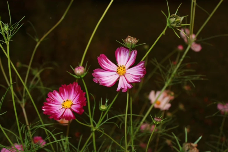 a variety of flowers growing in a garden