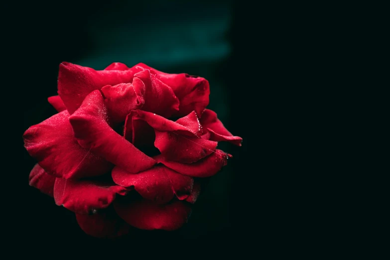 red rose with black background pograph