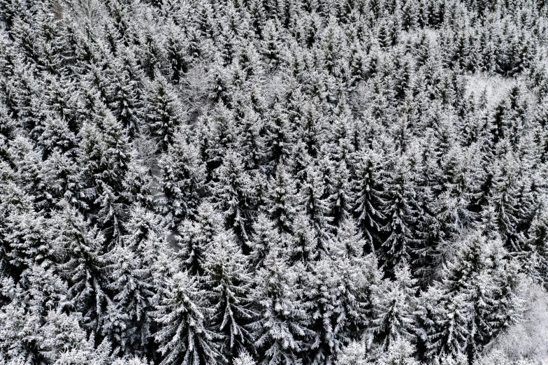 some trees in the dark on a dark night