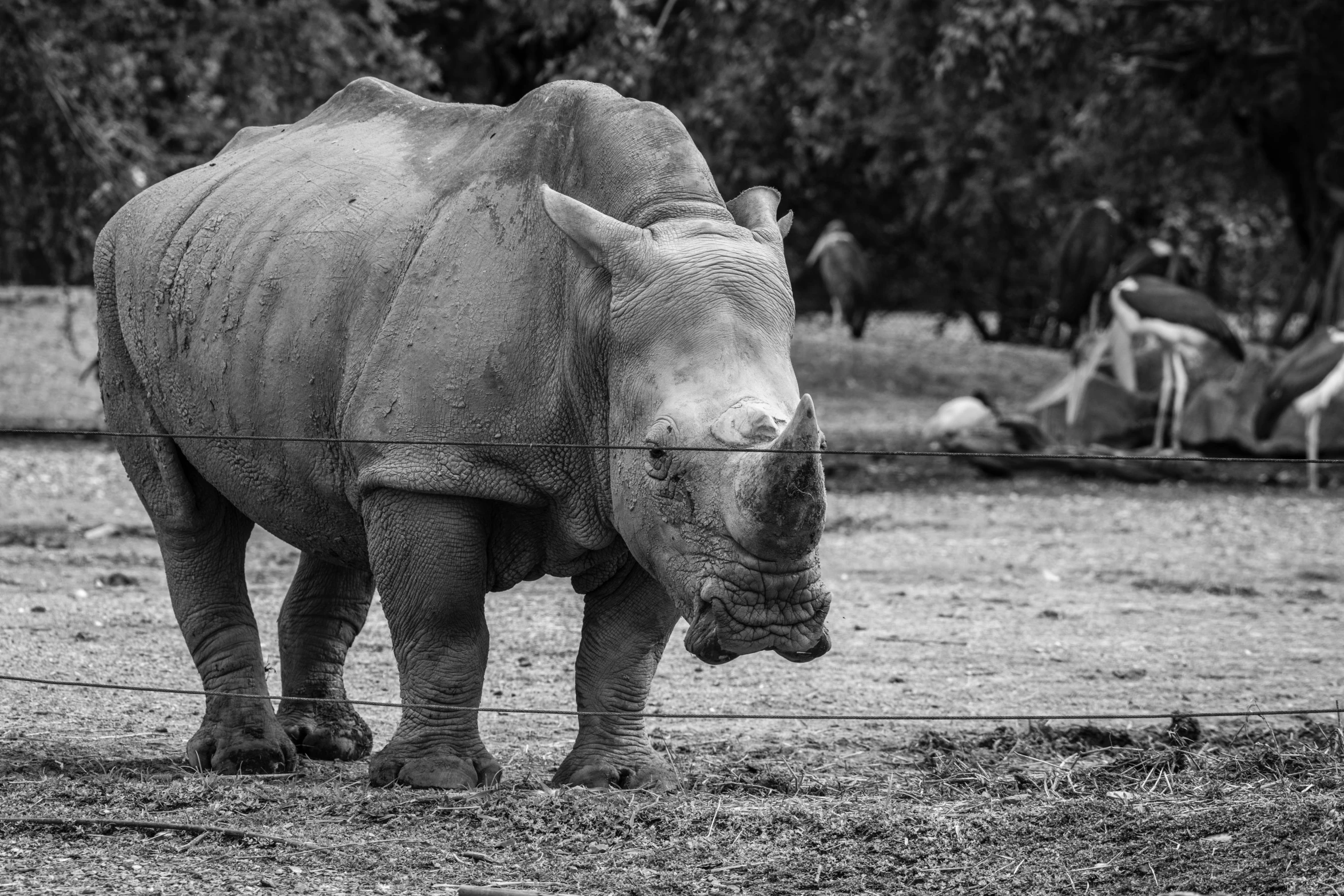 rhinos with necks bent over fence while other animals stand behind them