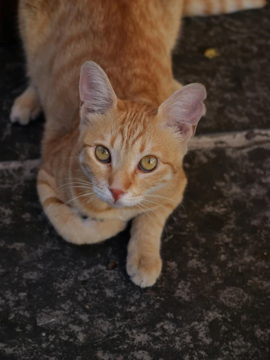 an orange cat is staring at the camera