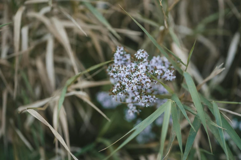 a white flower is surrounded by grass and flowers