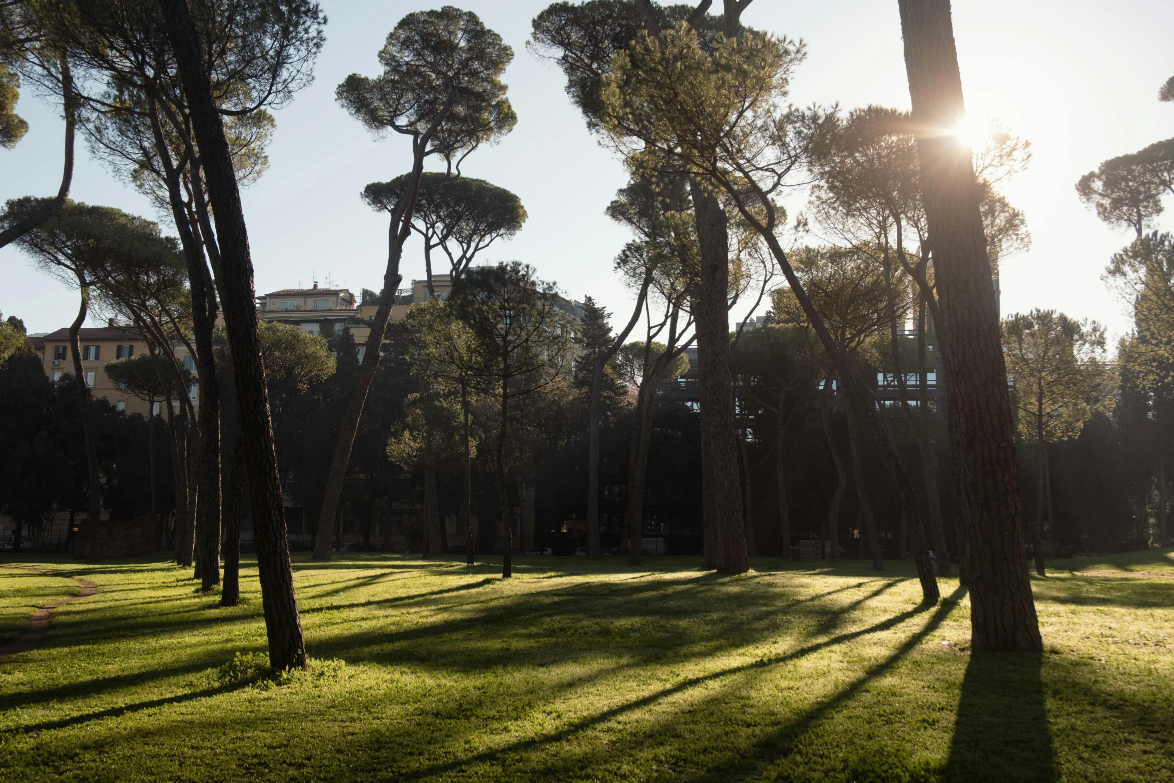 the sun shines through the trees to a grass field