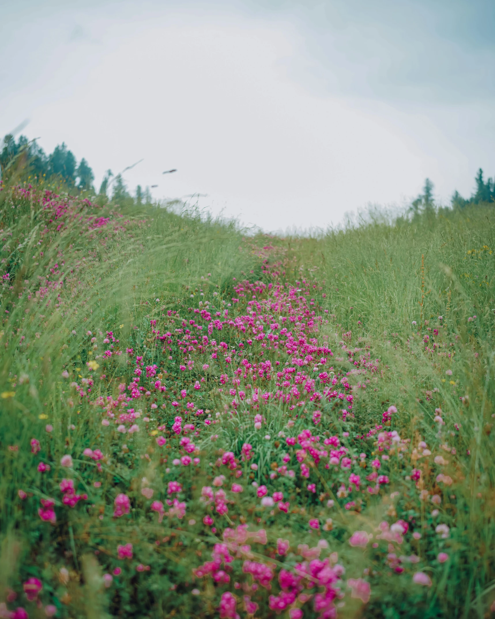 flowers blooming on a field with a path going through it