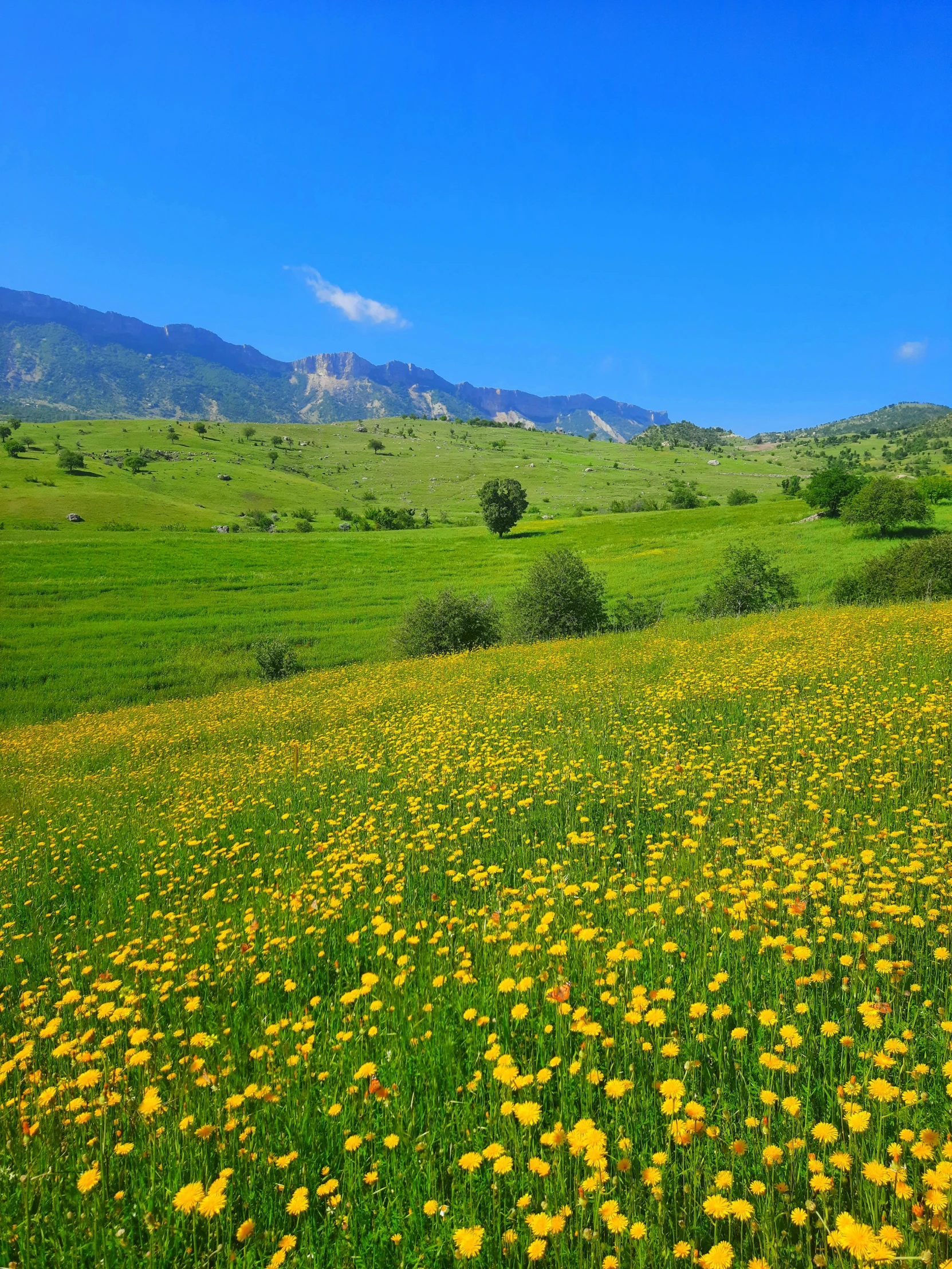 an area with green grass, lots of yellow flowers, and some hills