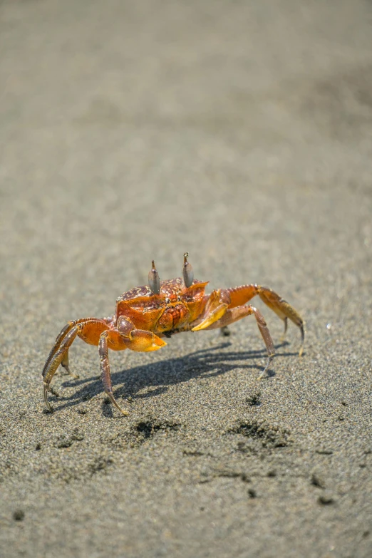 crab legs are orange and there is little light