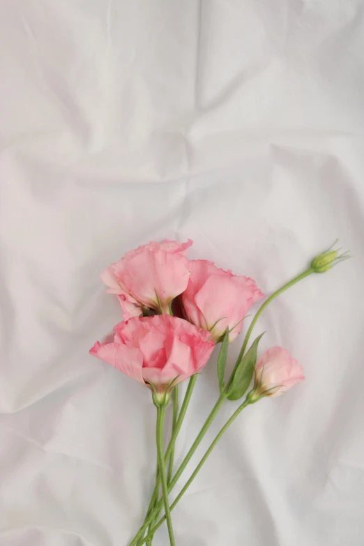 pink flowers on a white background with stems
