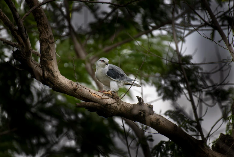 a small white and gray bird on a tree nch